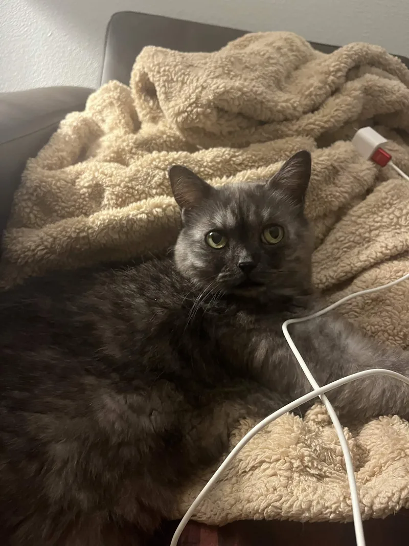 A senior medium-sized female Persian cat named Bianca for adoption in San Luis Obispo, CA
