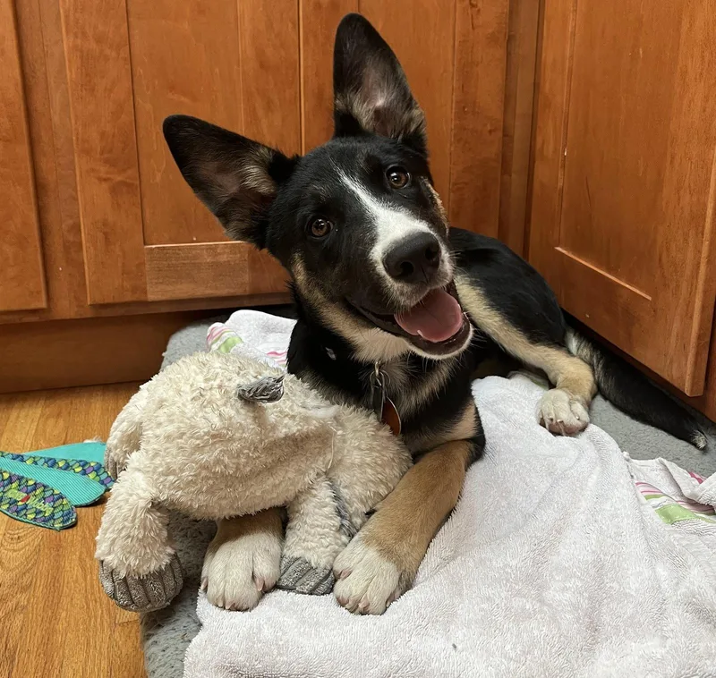 A baby medium-sized male Australian Cattle Dog / Blue Heeler dog named Benji for adoption in Evergreen, CO