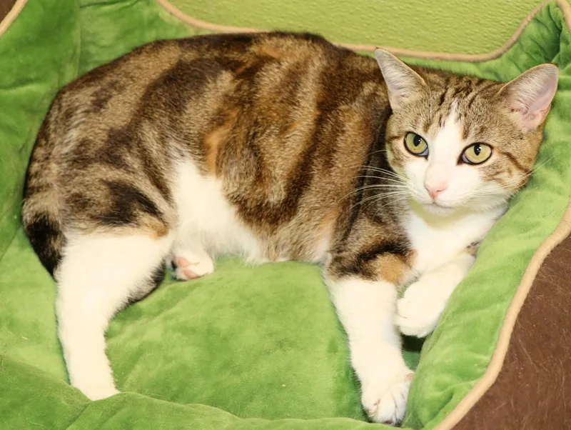 Harlequin thumbnail 2