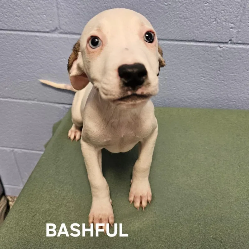 A baby small-sized male Brown / Chocolate Mixed Breed dog named Bashful for adoption in Madisonville, TN