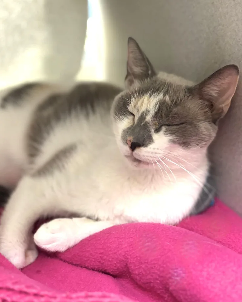 An adult medium-sized female Domestic Short Hair cat named Ladle for adoption in Iowa City, IA