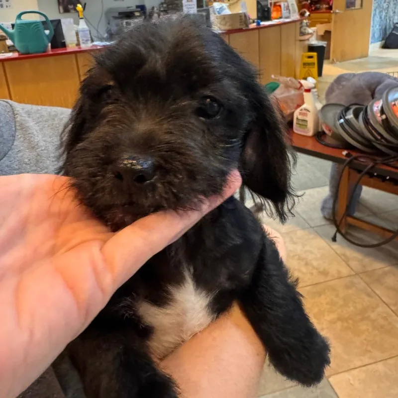A baby small-sized male Black Mixed Breed dog named Everclear for adoption in Chattanooga, TN