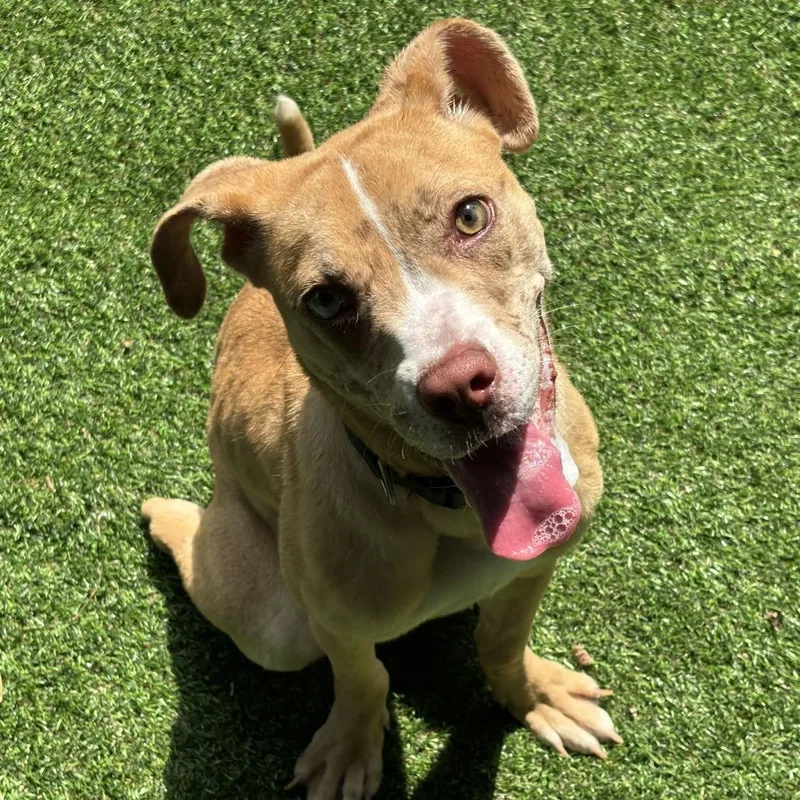 A young medium-sized female Yellow / Tan / Blond / Fawn Mixed Breed dog named Sweet Summer Child for adoption in Davenport, IA