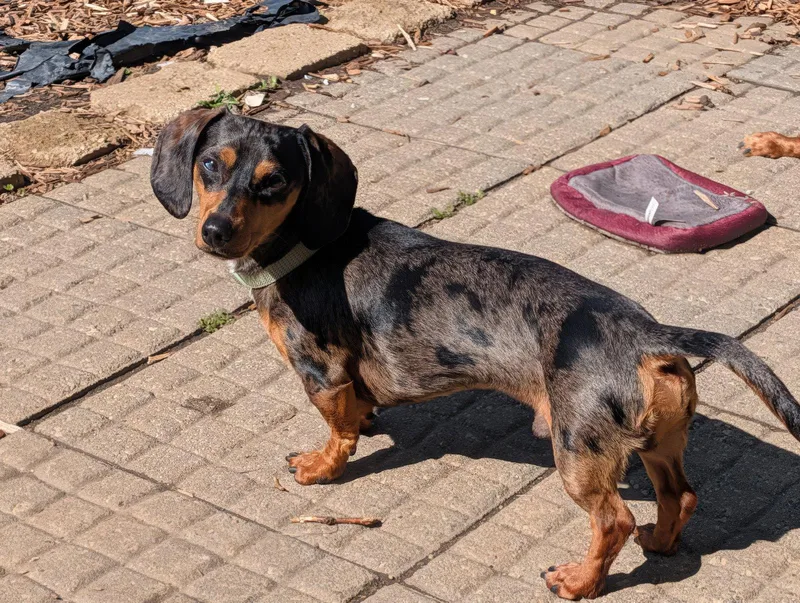 A young small-sized male Dachshund dog named Buster And King Louie for adoption in Sioux Falls, SD