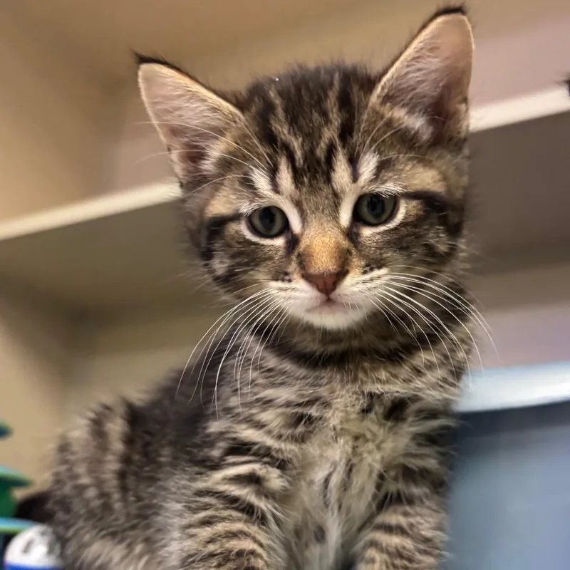 A baby small-sized male Brown / Chocolate Domestic Short Hair cat named Zoro for adoption in New York, NY