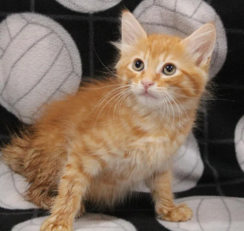 A baby medium-sized male Domestic Medium Hair cat named Garfield for adoption in Vacaville, CA