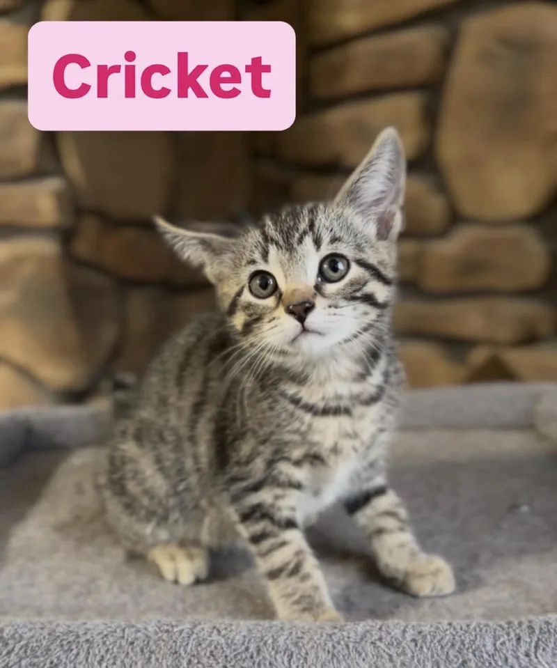 Cricket
