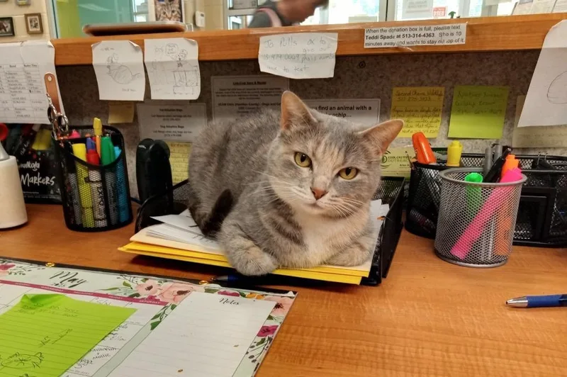 Purrnelope thumbnail 3