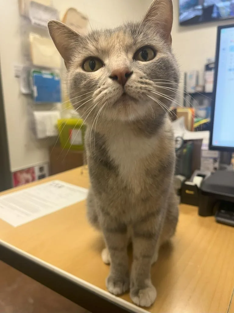 Purrnelope thumbnail 5