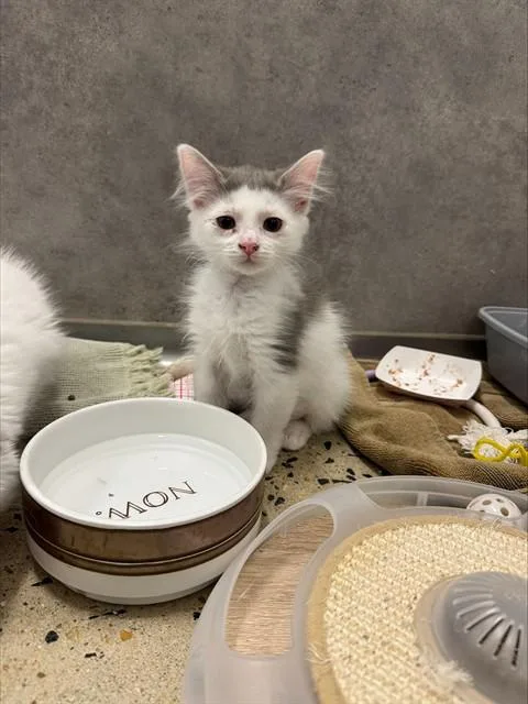 A baby large-sized female Domestic Medium Hair cat named Leaf for adoption in Leesburg, VA