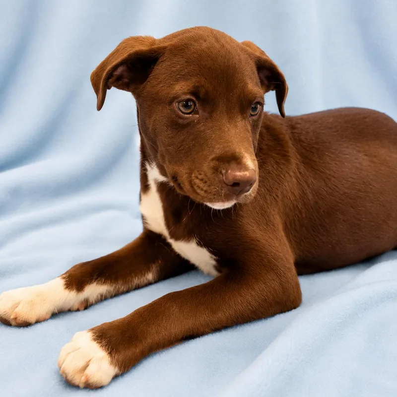 A young medium-sized male Mixed Breed dog named Kingpin Weeks for adoption in Sterling, MA