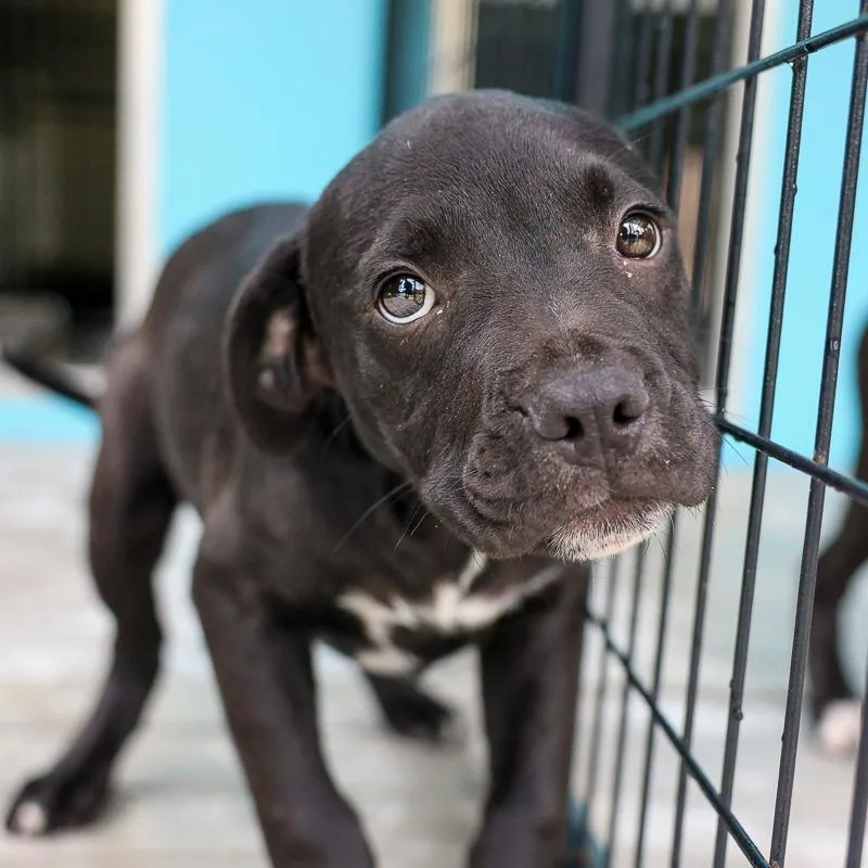 A baby large-sized male Black Pit Bull Terrier dog named Mercer for adoption in Bradenton, FL