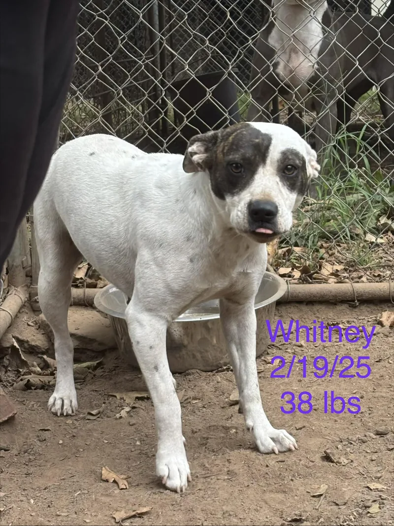 A young medium-sized female Pit Bull Terrier dog named Whitney for adoption in Welling, OK