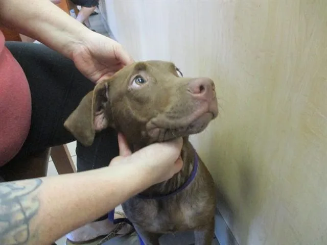 A young small-sized female Labrador Retriever dog named Jj for adoption in Ocala, FL