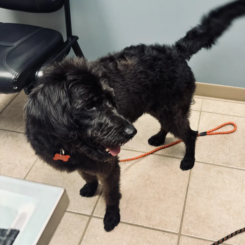 An adult medium-sized female Black Labradoodle dog named Dove for adoption in Louisburg, KS