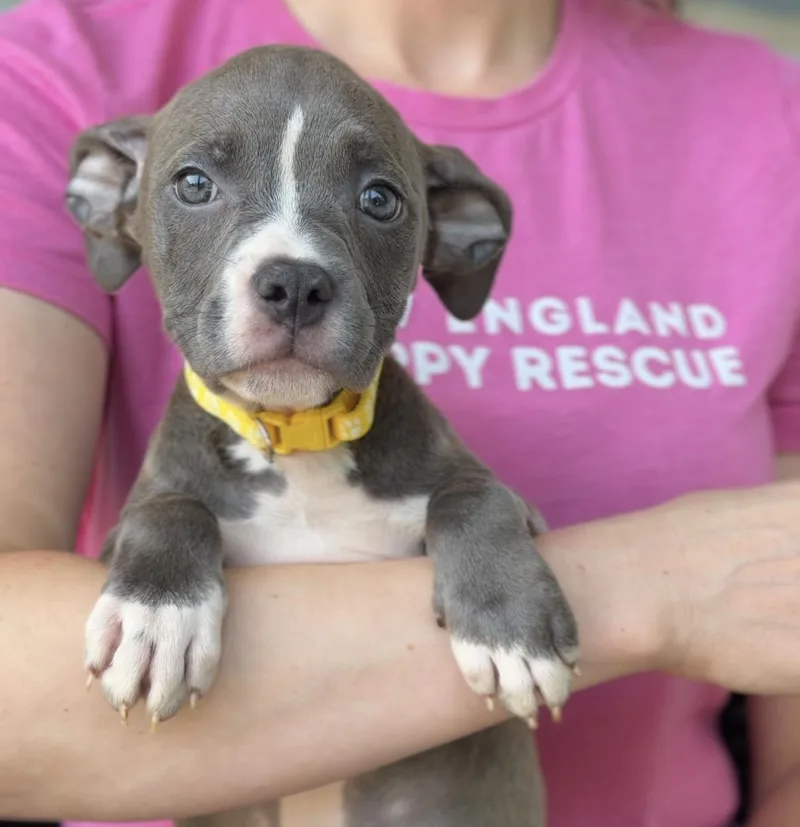 A baby medium-sized female Pit Bull Terrier dog named Nauset for adoption in Avon, CT