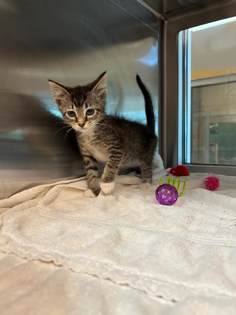 A baby small-sized female Domestic Short Hair cat named Jessie for adoption in Seguin, TX