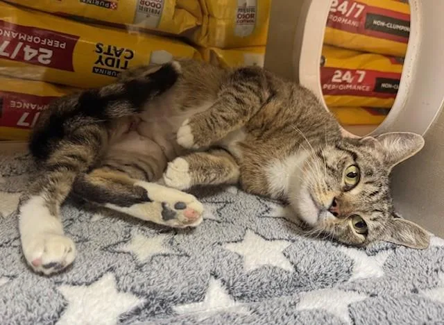 An adult small-sized female Domestic Short Hair cat named Osha for adoption in Fairfield, CA