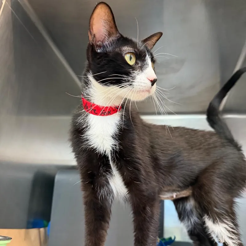 An adult medium-sized female Black Domestic Short Hair cat named White Sox for adoption in Chicago, IL