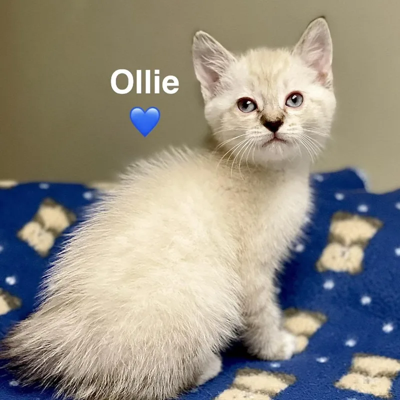 Ollie