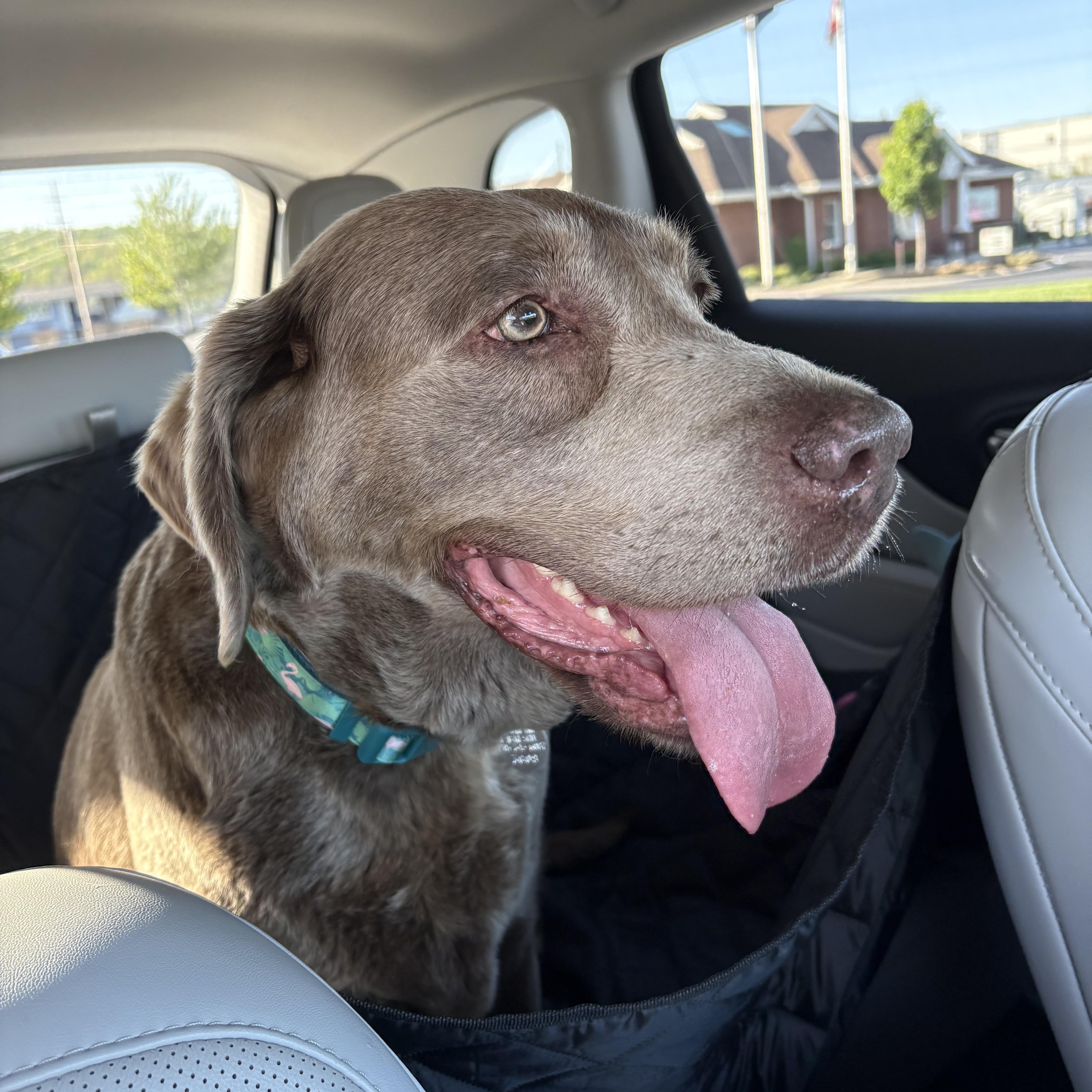 A senior large-sized female Gray / Blue / Silver Labrador Retriever dog named Trila for adoption in Warrington, PA