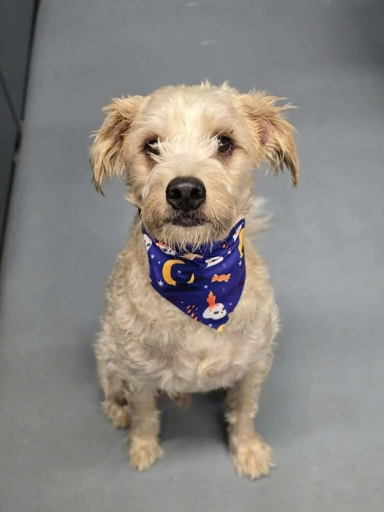 An adult medium-sized male Labradoodle dog named Max for adoption in Aurora, CO