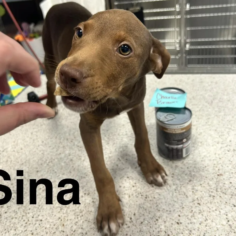 A baby medium-sized female Brindle Pit Bull Terrier dog named Sina for adoption in Madisonville, TN