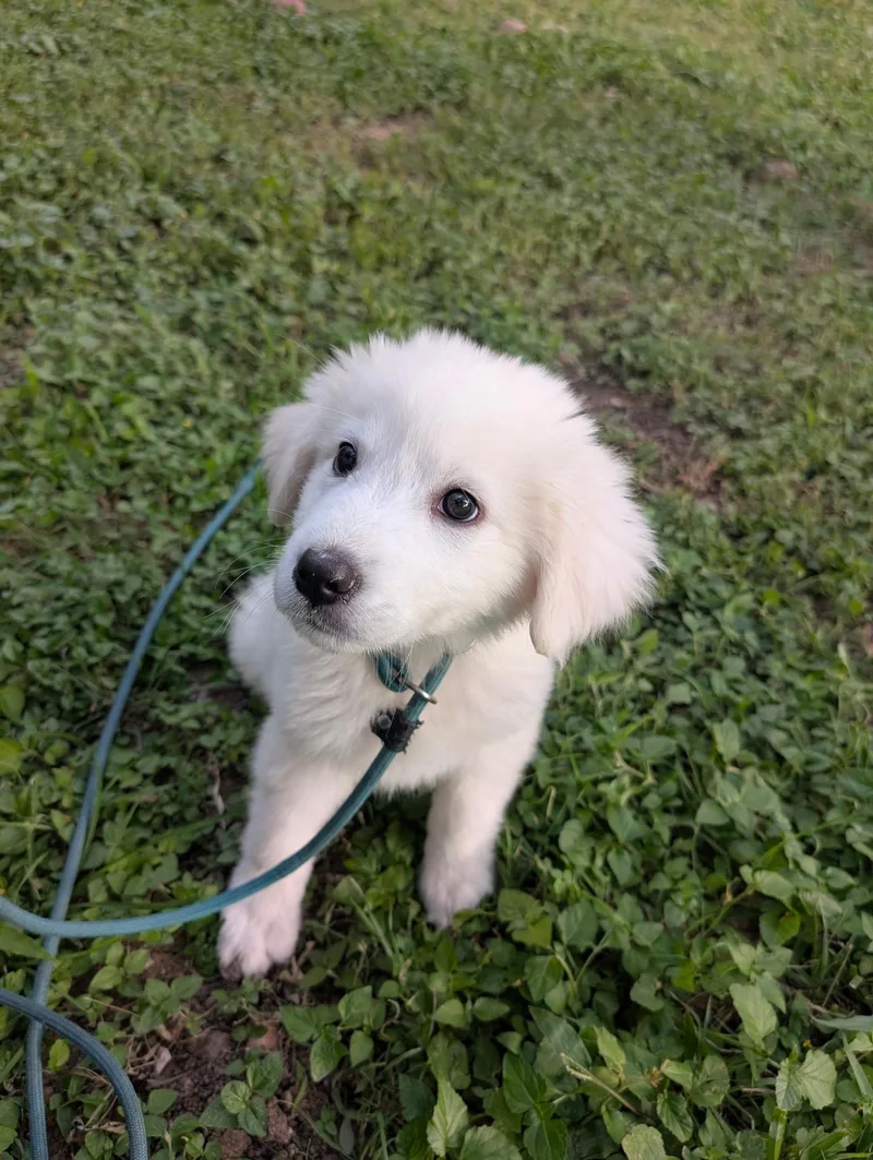 A baby large-sized female Great Pyrenees dog named Little Star ATX for adoption in Quinlan, TX