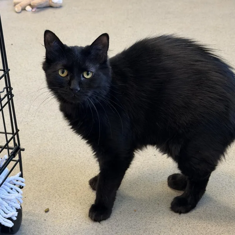 Miss Floofy thumbnail 2