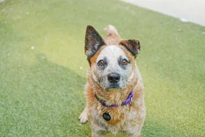 An adult medium-sized male Fox Terrier dog named Boy for adoption in Bellevue, WA