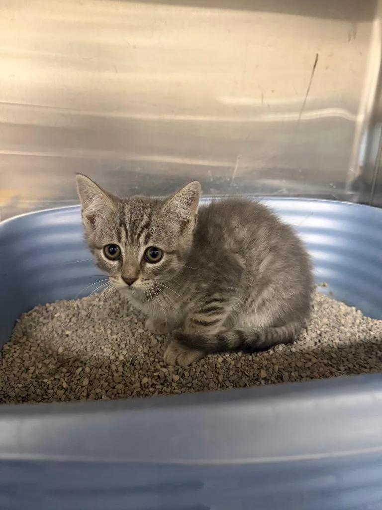 A baby small-sized male Domestic Short Hair cat named Rocket for adoption in Hopkinsville, KY