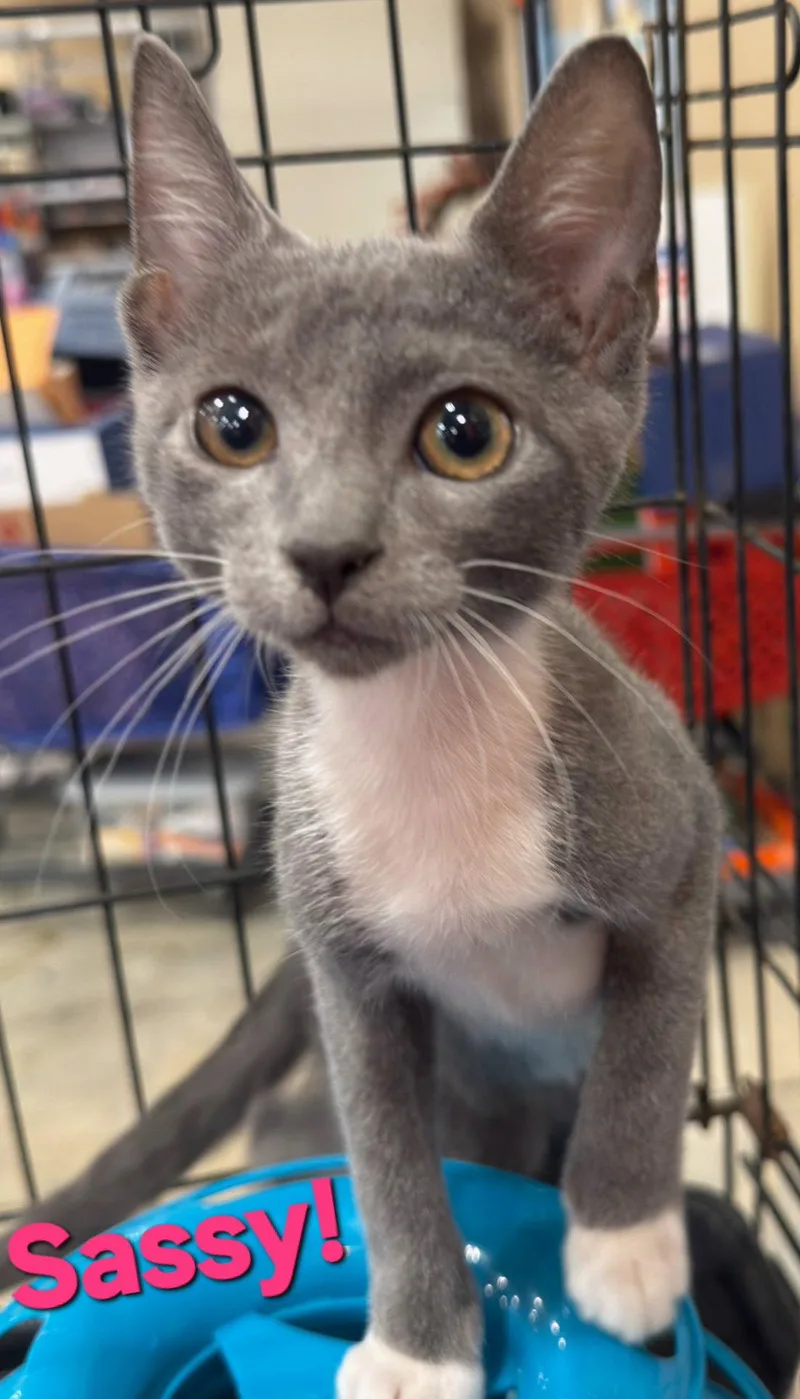 A young medium-sized female Gray & White Domestic Short Hair cat named Sassy for adoption in Longwood, FL