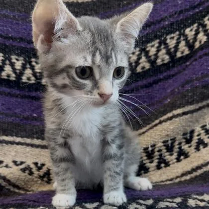 A baby small-sized female Domestic Short Hair cat named Shrimpina for adoption in Janesville, WI