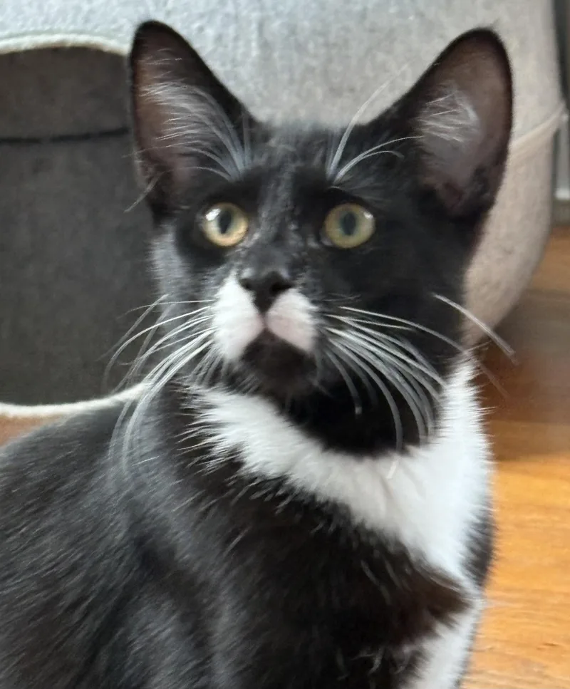 A baby medium-sized male Black & White / Tuxedo Tuxedo cat named Marcel for adoption in Grand Rapids, MI