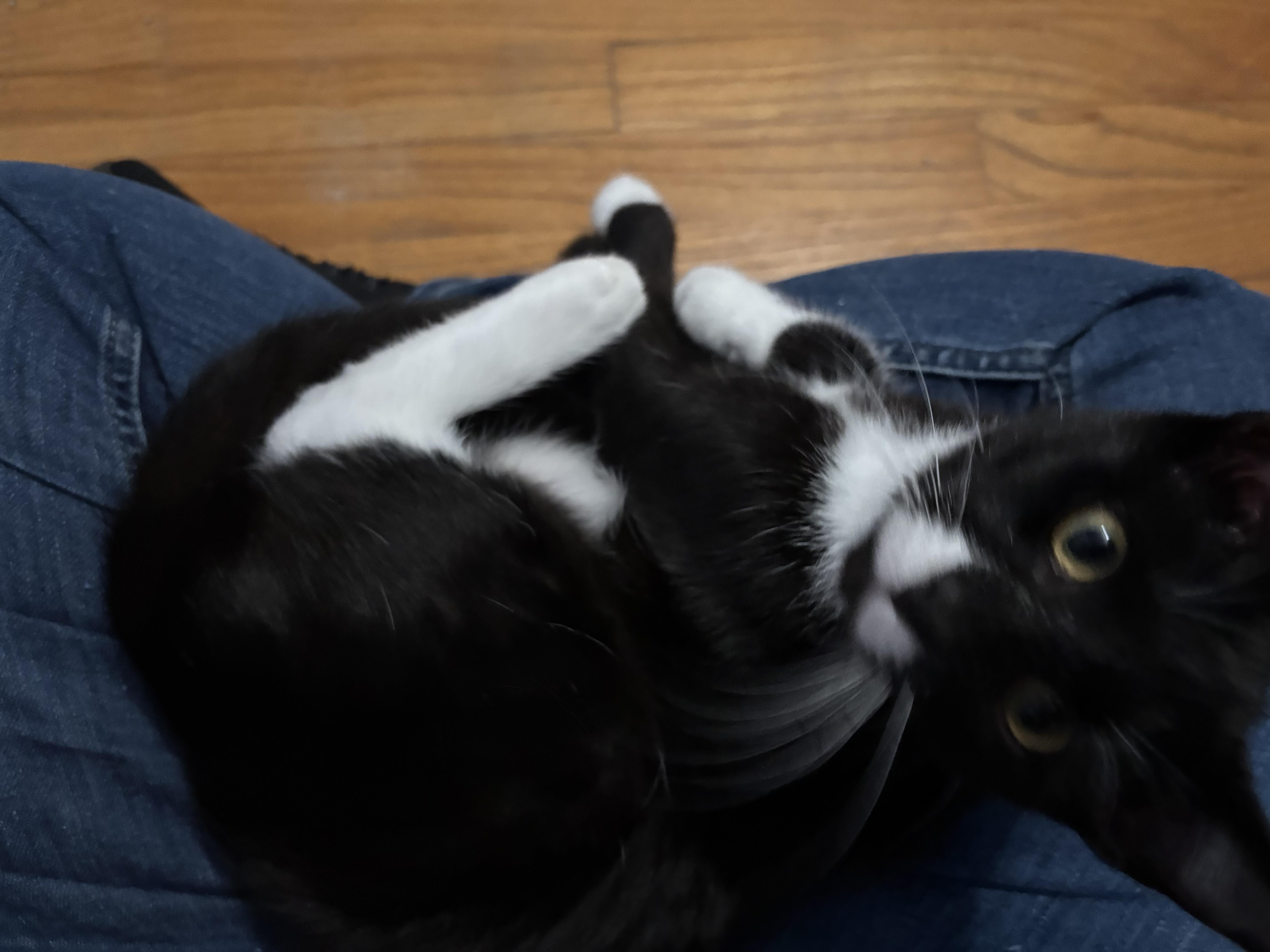 Marcel thumbnail 6