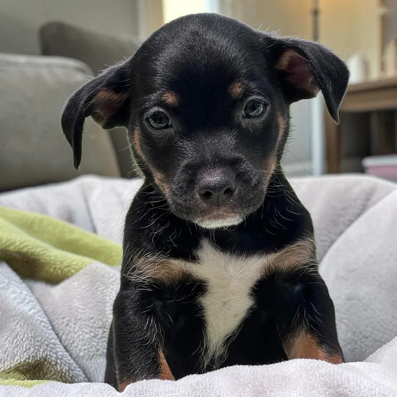 A baby medium-sized male Spaniel dog named Bloom Pup Glad for adoption in San Diego, CA