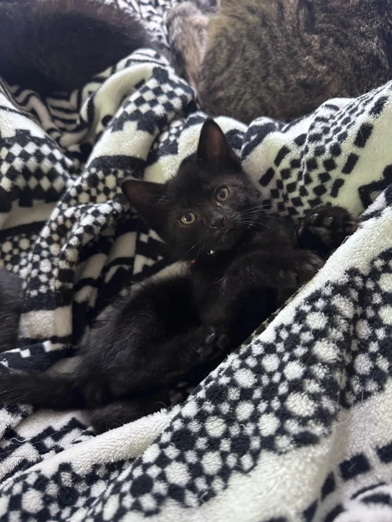 A baby medium-sized male Domestic Short Hair cat named Rimuru for adoption in Johnson City, TN