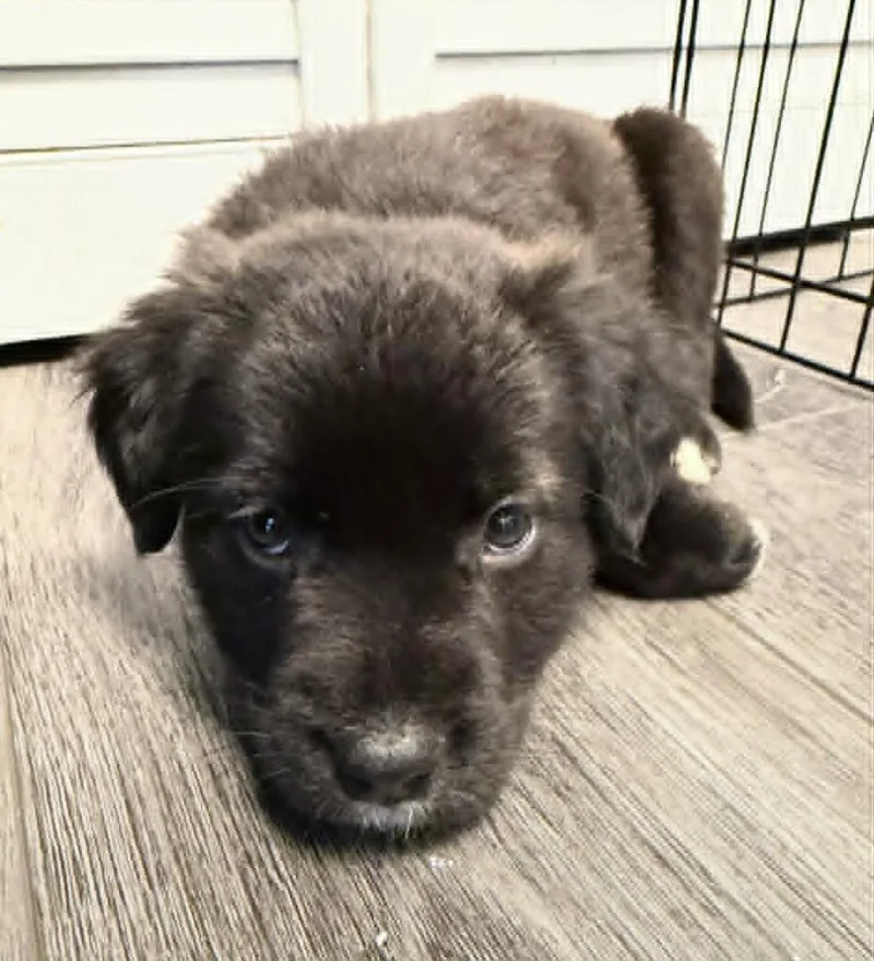 A baby medium-sized male Mixed Breed dog named Orville for adoption in Warren, MI