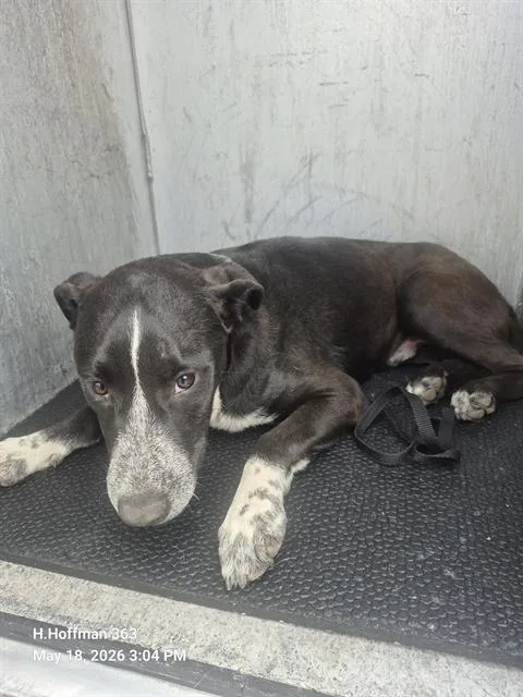 A young medium-sized male Labrador Retriever dog named Ryder for adoption in San Antonio, TX