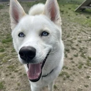 Loki