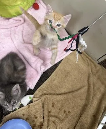 A baby medium-sized male Orange & White Domestic Short Hair cat named Tom Petty and Stevie for adoption in Berkeley Heights, NJ