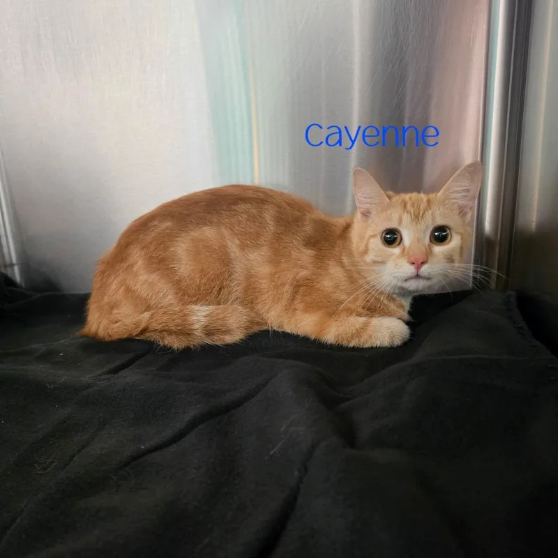 An adult medium-sized female Orange / Red Domestic Short Hair cat named Cayenne for adoption in Parkersburg, WV