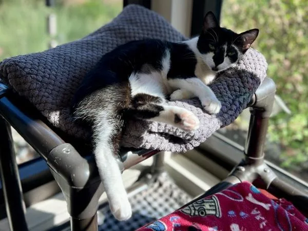 Hot Fudge thumbnail 2