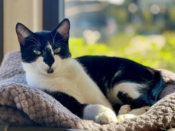 Hot Fudge thumbnail 3