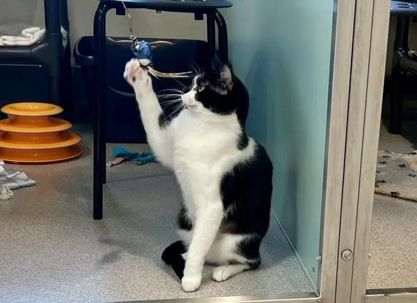 Hot Fudge thumbnail 4