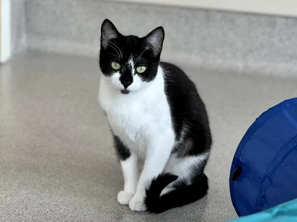 Hot Fudge thumbnail 5