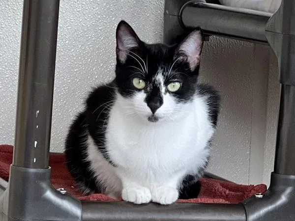 Hot Fudge thumbnail 6