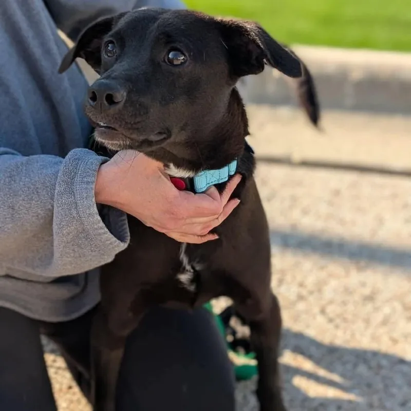 A young medium-sized male Black Labrador Retriever dog named Sam for adoption in St. Charles, IL