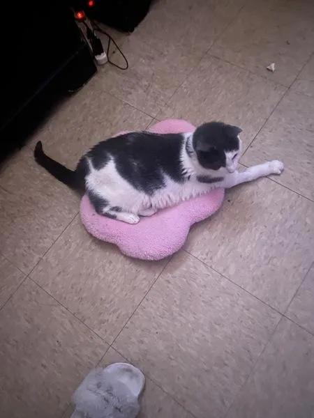 A young large-sized female Domestic Short Hair cat named Mona for adoption in New York, NY