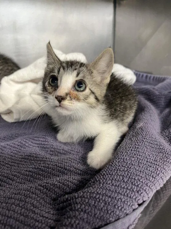 A baby small-sized male Gray / Blue / Silver Domestic Short Hair cat named Aspen for adoption in Woodland, CA